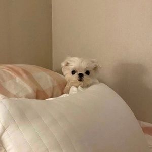 Meet your Posher, Faye